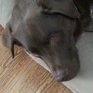 Meet your Posher, Maharukh